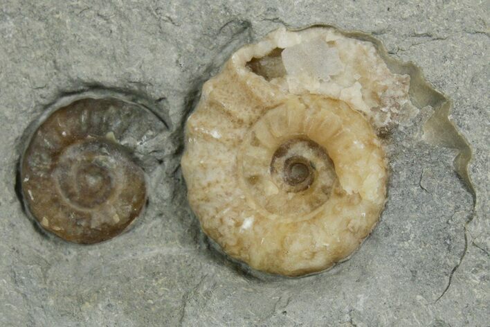 Two Fossil Ammonites (Promicroceras) - Lyme Regis #351287
